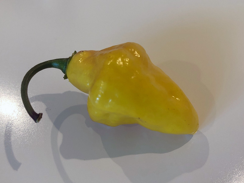 Puerto Rican Yellow pepper