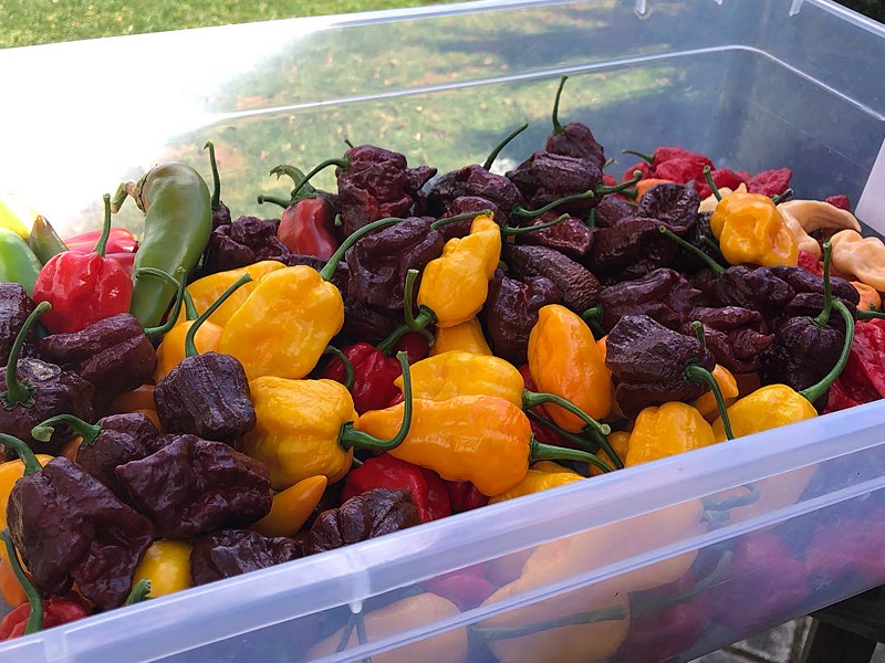 harvested peppers