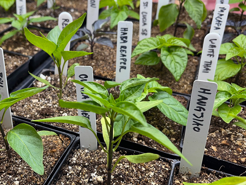 pepper plants under grow lights