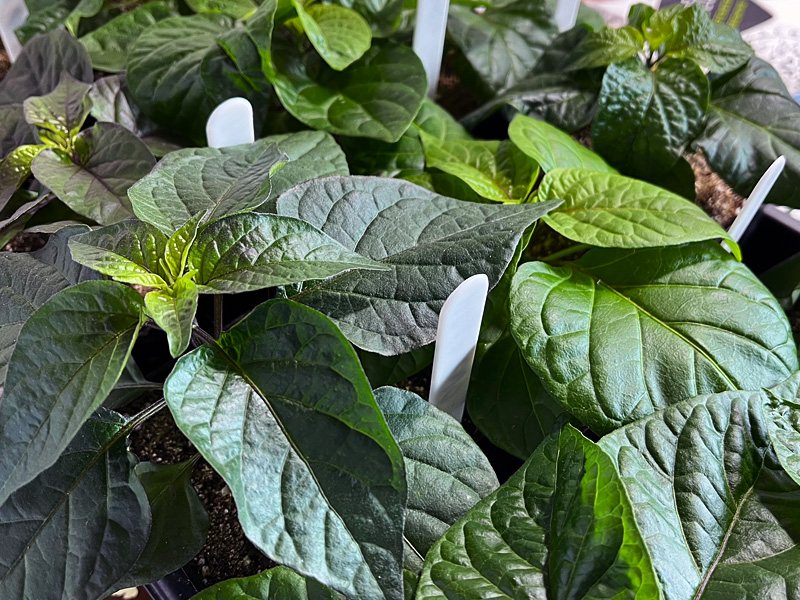 photo of pepper plants under grow lights